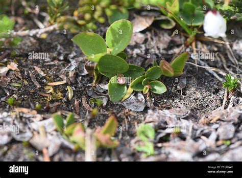 Alpine Wintergreen Gaultheria Humifusa Stock Photo Alamy