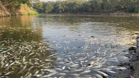 Rio Piracicaba Tomado Por Peixes Mortos Cetesb Quer Punir Usina