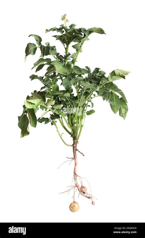 Potato Plant With Tubers Isolated On White Stock Photo Alamy