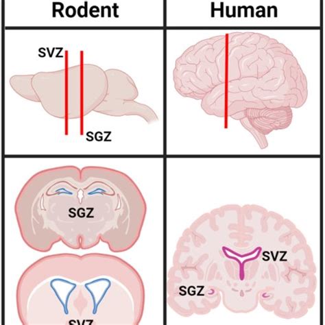 Diagram Of The Neurogenic Niches In The Adult Rodent And Human Brains