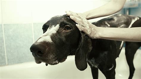 Benefits Of Oatmeal Bath For Dogs You Must Know Youtube