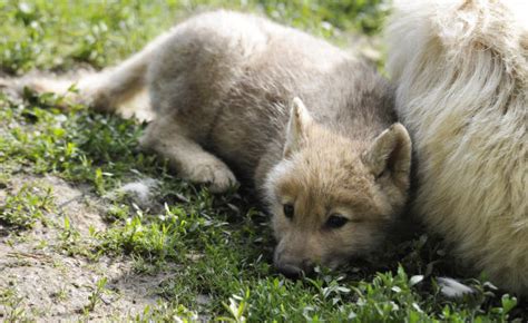 Arctic Wolves Pups