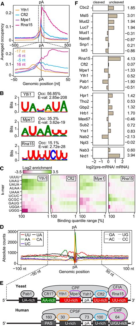 Transcriptome Maps Of MRNP Biogenesis Factors Define Pre MRNA