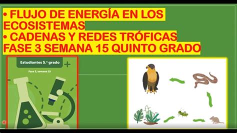 Flujo De EnergÍa En Los Ecosistemas Cadenas Y Redes TrÓficas Fase 3 Semana 15 Quinto Grado