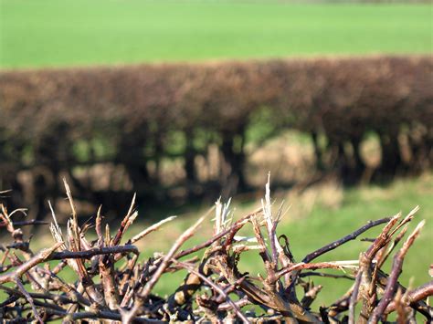 Free Images Tree Nature Branch Fence Field Lawn Leaf Flower