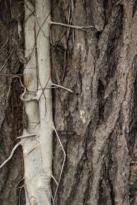 Parasited Plant On Big Tree Stock Image Image Of Wood Bole 82384039