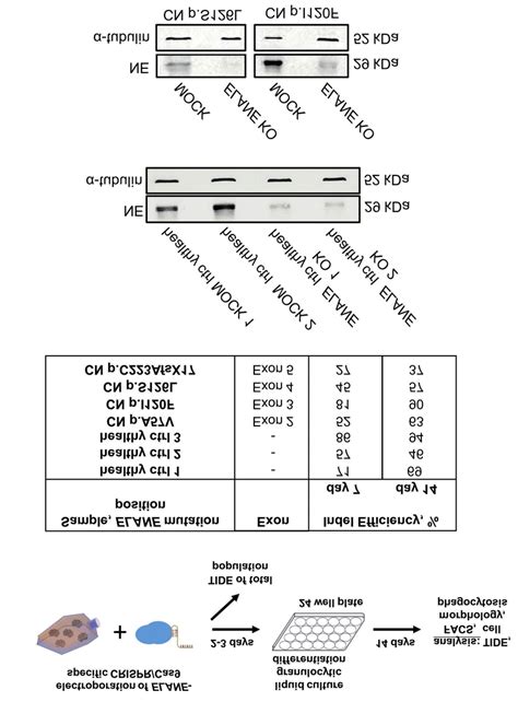 Efficient Crisprcas9 Rnp Based Elane Knockout In Hspc A Scheme Of