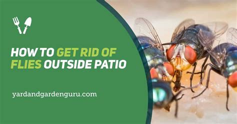 How To Get Rid Of Flies Outside Patio