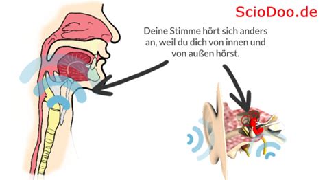 Warum H Ren Wir Unsere Eigene Stimme Anders