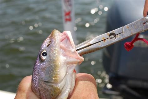 Louisiana Sportsman