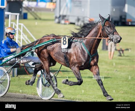 Harness Racing Driver Bj Rn Goop During A Summer Meeting At Axevalla