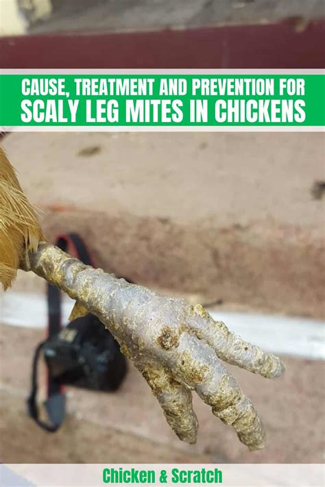 Scaly Leg Mites In Chickens How To Identify Treat With 50 Off