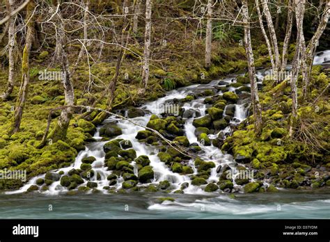 Feb 12 2013 Idleyld Park Oregon Us A Small Creek Flows Out Of