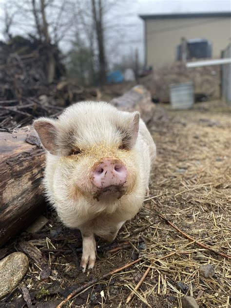 A Home for Hooves Farm Sanctuary on Twitter: "This is Winston and he’s ...