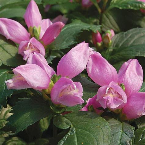 Chelone Lyonii Hot Lips Pink Turtlehead Live Plant Clusters Of Snapdragon Like Flowers