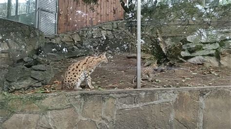 Зоологическа градина Белград.Zoo Belgrade. - YouTube