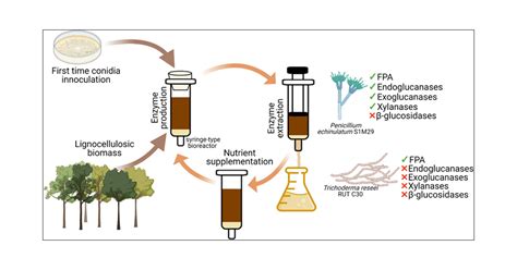 Making The Process Of Enzyme Production In Solid State Cultivation