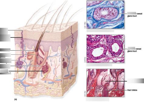 Exocrine Gland Diagram Quizlet