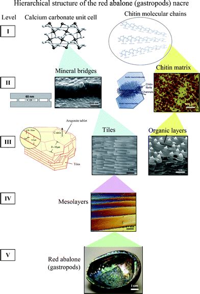 Hierarchical Structure And Mechanical Properties Of Nacre A Review