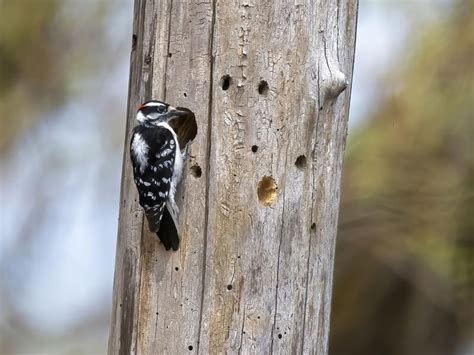 Downy Woodpecker Nesting (Behavior, Eggs, Location + FAQs) | Birdfact