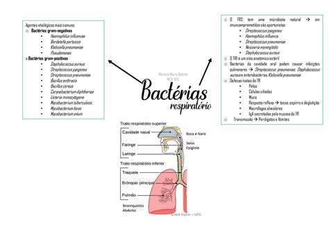 Solution Bacterias Respiratorio Pneumonia Microbiologia Bacteriologia