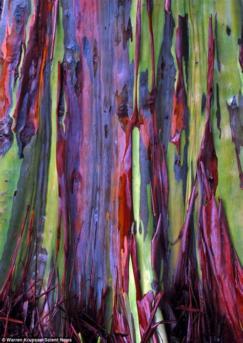 Rainbow Eucalyptus Resemble Colourful Works Of Art After Shedding Their Bark Daily Mail Online