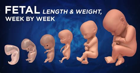 Fetal Weight Chart Week By Week Weight Percentile Fetal Calc