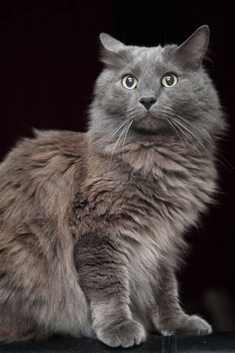 15 Gorgeous Grey Cat Breeds Youll Love