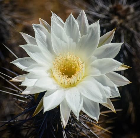 Desierto Florido El Espectáculo Más Lindo Del Norte De Chile Chile