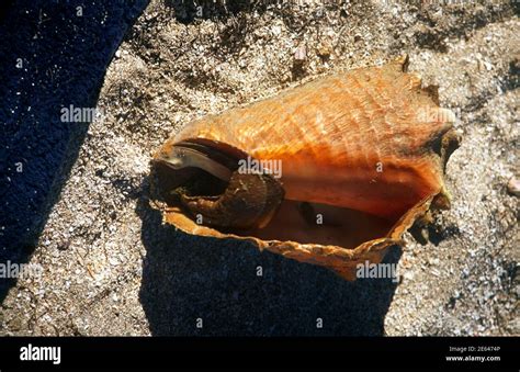 Nevis St Kitts Nisbit Beach Conch Shell Stock Photo Alamy