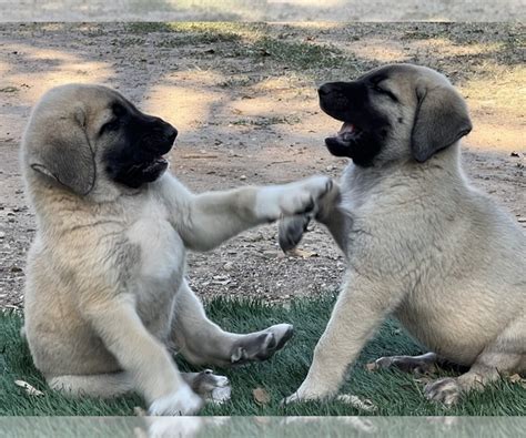 View Breeder Profile: Kangal Dog Dog Breeder near Texas, WACO, USA. SUBS-464979