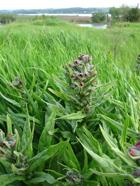 Cynoglossum officinale - Изображение особи - Плантариум