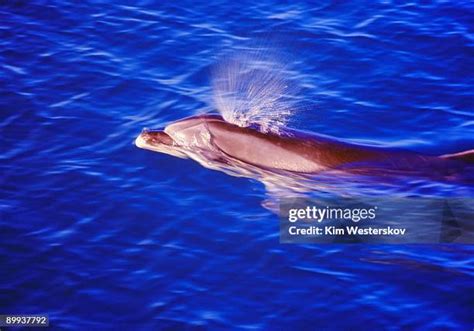 Dolphins Brain Photos And Premium High Res Pictures Getty Images