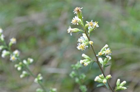 Silver-Rod - Watching for WildflowersWatching for Wildflowers