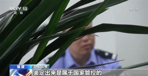 上头 电子烟是毒不是烟！福建厦门警方破获一起跨省贩毒案 荆楚网 湖北日报网