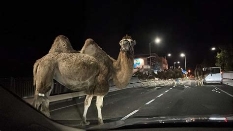 Camels Suddenly Appear In The Middle Of The Road Pledge Times