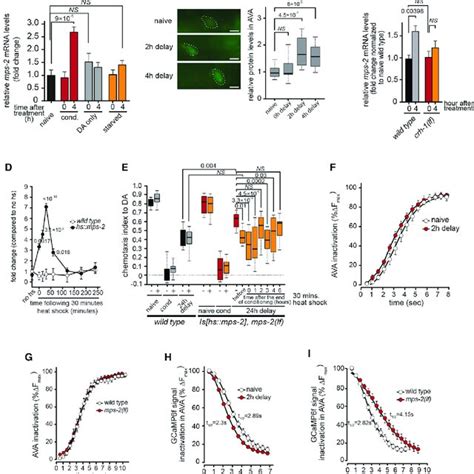 Mps Regulates Long Term Olfactory Associative Memory In Ava Neuron