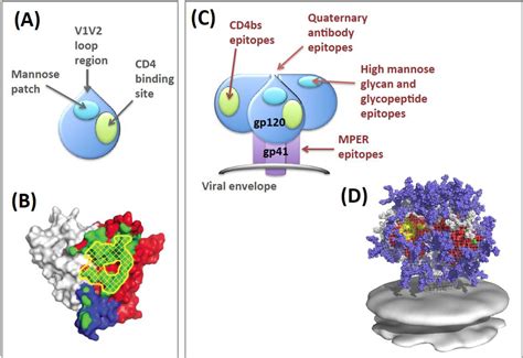 Hiv Envelope Structure