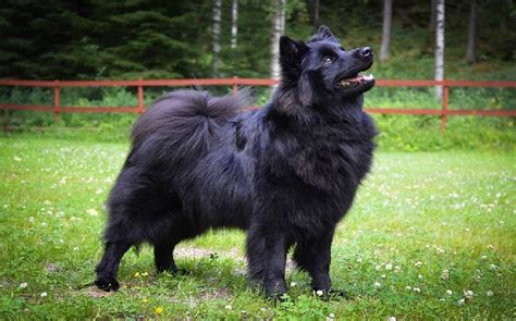 Swedish Lapphund Temperament and Personality - Child Friendly and Smart