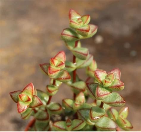 16 Types of Crassula Plant Varieties with Names & Pictures