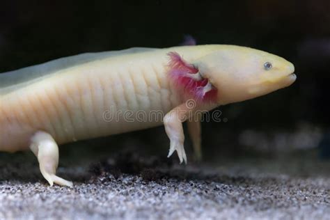 Axolotl Paedomorphic Salamander Stock Image - Image of fauna, species: 261963873