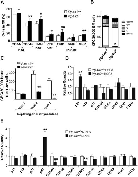 Ptp A Regulates Hematopoietic Stem And Progenitor Cell Proliferation