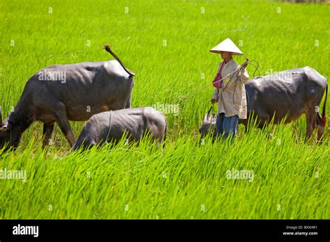 Farming In Cambodia Stock Photo Alamy