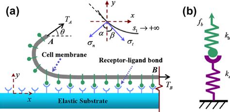 Figure From Influence Of Substrate Stiffness On Cell Substrate