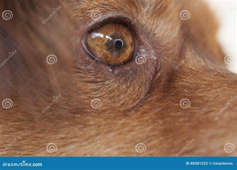 Eye Of A Brown Dog Stock Image Image Of Affectionate 80581223