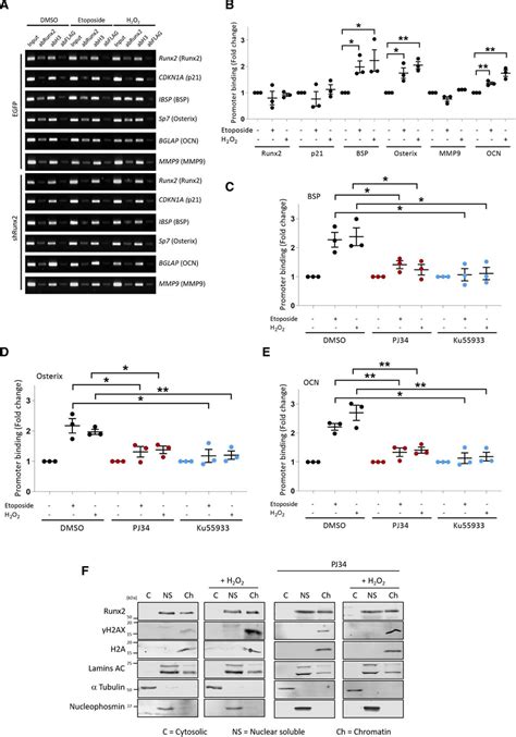 Runx Runt Related Transcription Factor Links The Dna Damage