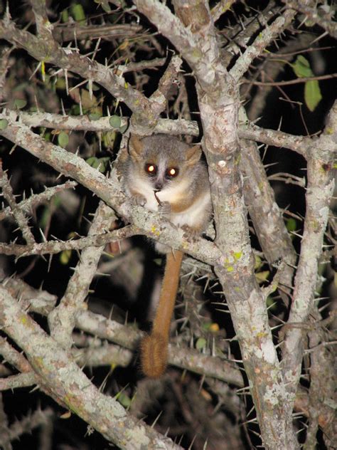 Reddish Gray Mouse Lemur