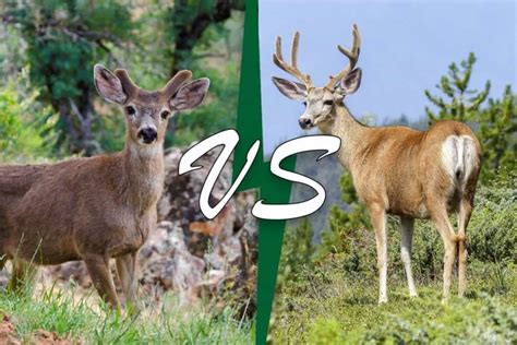 Mule Deer Vs Elk 8 Key Differences Wildlife Informer