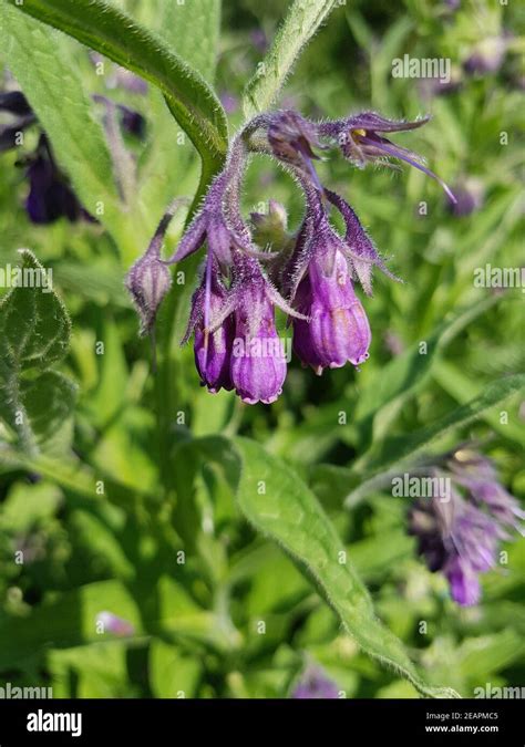 Beinwell Symphytum Officinale Heilpflanze Stock Photo Alamy