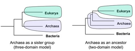 LAB 2 Introduction To Bacteria And Archaea Flashcards Quizlet